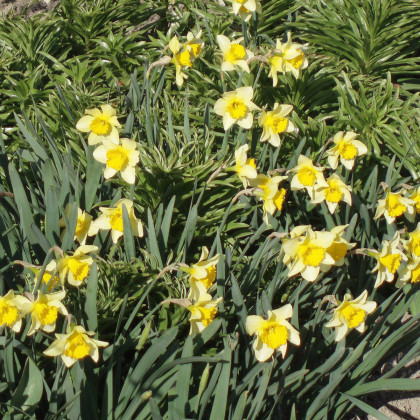 Narcis Topolino - Narcissus L. - cibuloviny - 3 ks