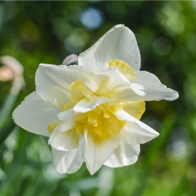 Narcis White Lion - Narcissus L. - cibuloviny - 3 ks