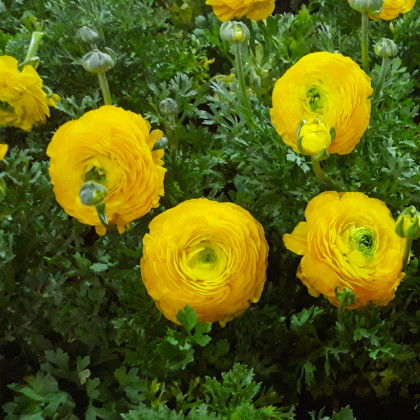 Pryskyřník žlutý - Ranunculus asiaticus - cibuloviny - 3 ks