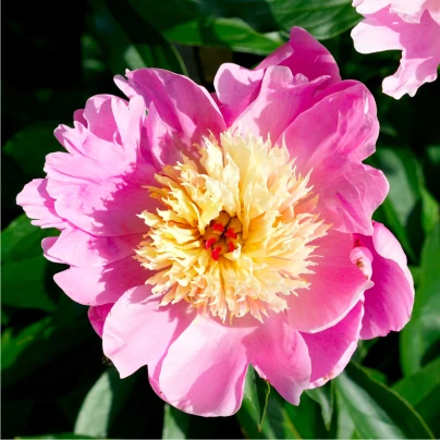 Pivoňka Bowl of Beauty - Paeonia lactiflora - cibuloviny - 1 ks