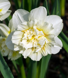 Narcis Ice king - Narcissus - cibuloviny - 3 ks