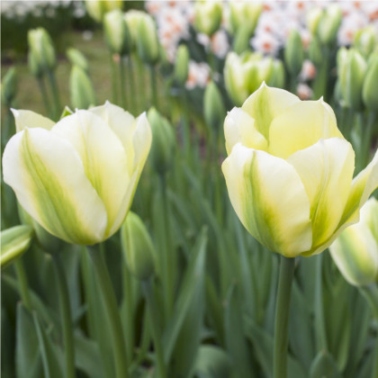 Tulipán Exotic emperor - Tulipa - cibuloviny - 3 ks