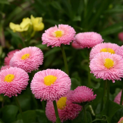 Sedmikráska pomponková růžová - Bellis perennis - semena - 0,1 g