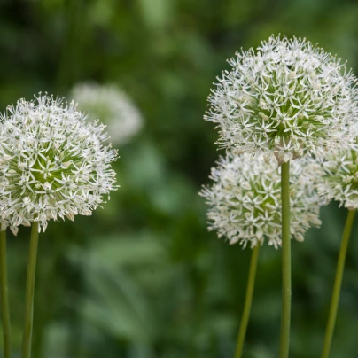 Okrasný česnek Mont Blanc - Allium Mont Blanc - cibuloviny - 1 ks