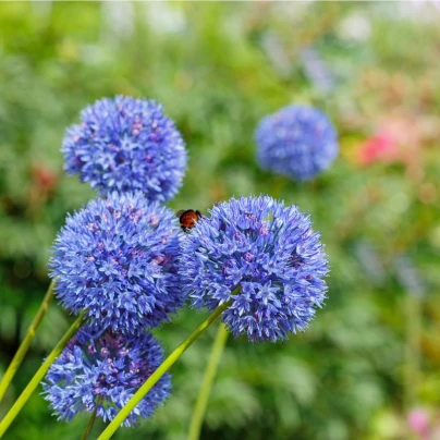 Česnek azurový - Allium caeruleum - cibuloviny - 3 ks