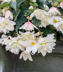 Begonie bílá - Begonia pendula - cibuloviny - 2 ks