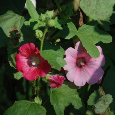 Topolovka Simplex směs - Althaea rosea - semena - 12 ks