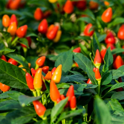 Chilli Bolívijská duha - Capsicum annuum - semena - 6 ks