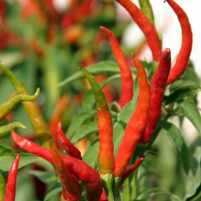 Chilli Kajenský pepř extra tenký - Capsicum annuum - semena - 7 ks