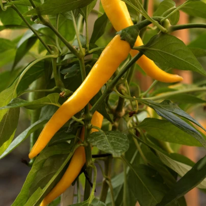 Chilli Kajenský pepř zlatý - Capsicum annuum - semena - 6 ks