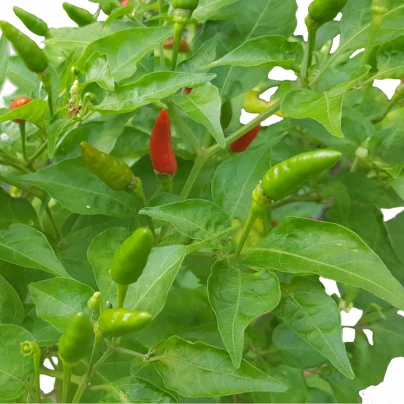 Chilli Thai Hot Culinary - Capsicum annuum - semena - 6 ks