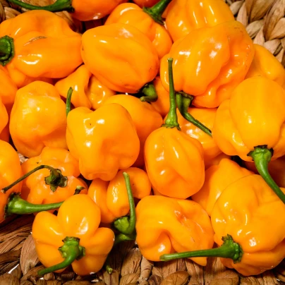 Chilli Habanero oranžové - Capsicum chinense - semena - 6 ks