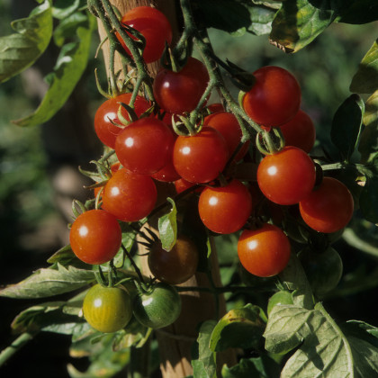 Převislé rajče Tom Red - Solanum lycopersicum - semena - 8 ks