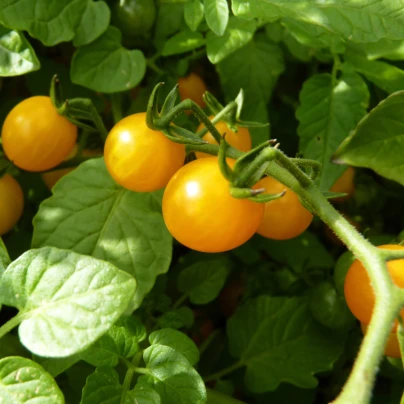 Divoké rajče rybízové Gold Rush - Solanum pimpinellifolium - semena - 6 ks