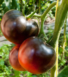 Rajče Černý muž - Solanum lycopersicum - semena - 6 ks