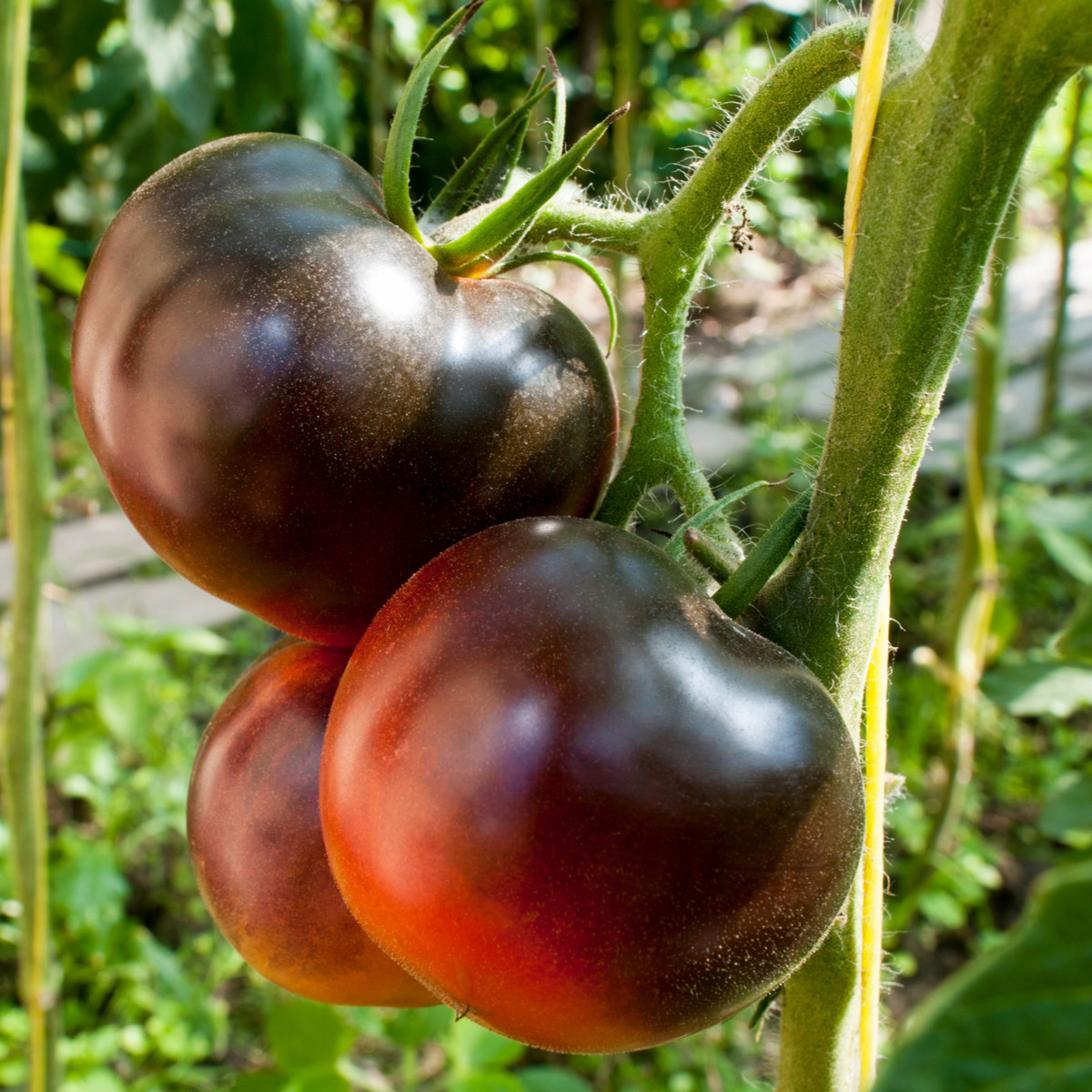 Rajče Černý muž - Solanum lycopersicum - semena - 6 ks
