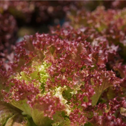 BIO Salát listový kadeřavý Lollo Rossa - Lactuca sativa - bio semena - 80 ks