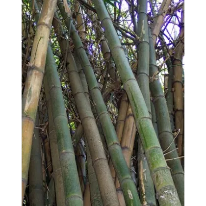 Bambus Indický - Bambus Balcooa - semena - 2 ks