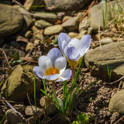 Krokus Blue Pearl - Crocus chrysanthus - cibuloviny - 3 ks