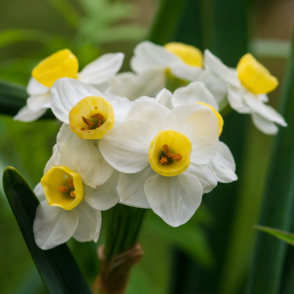 Narcis Avalanche - Narcissus - cibuloviny - 3 ks