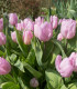 Tulipán Candy Prince - Tulipa - cibuloviny - 3 ks