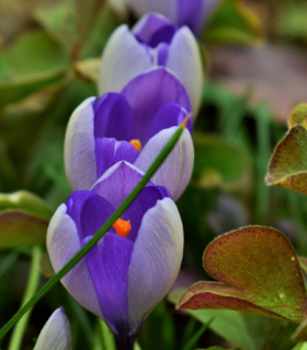 Krokus Yalta - Crocus sativus - cibuloviny - 3 ks