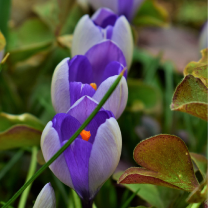 Krokus Yalta - Crocus sativus - cibuloviny - 3 ks