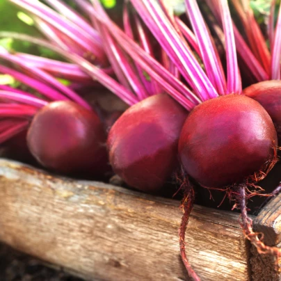 BIO Řepa Ägyptische Plattrunde - Beta vulgaris - bio semena - 50 ks