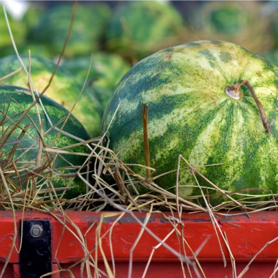 BIO Meloun vodní Sugar Baby - Citrullus lanatus - bio semena - 6 ks