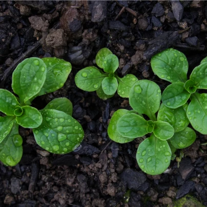 BIO Kozlíček polníček Verte de Cambrai - Vallerianella locusta - bio semena - 150 ks