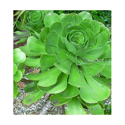 Růžicovka - Aeonium ciliatum - semena - 10 ks