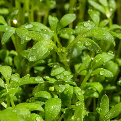 Řeřicha Krause - Lepidium sativum - semena - 650 ks