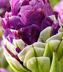 Tulipán Exquisit - Tulipa - cibuloviny - 3 ks