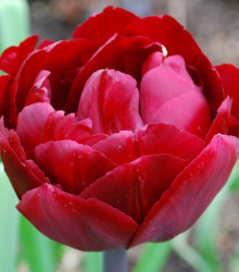 Tulipán Uncle Tom - Tulipa - cibuloviny - 3 ks