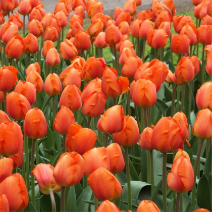 Tulipán Orange Brilliant - Tulipa - cibuloviny - 3 ks