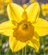 Narcis Dutch Master - Narcissus - cibuloviny - 3 ks