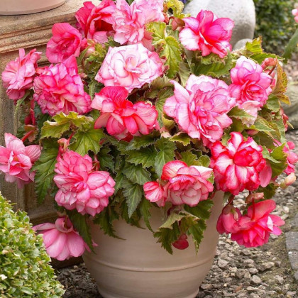 Begonie Pink Balcony - Begonia tuberhybrida - cibuloviny - 2 ks