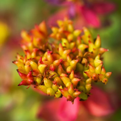 Rozchodnice růžová - Rhodiola rosea - semena - 8 ks