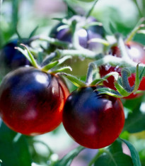 Rajče Black Cherry - Solanum lycopersicum - semena - 6 ks