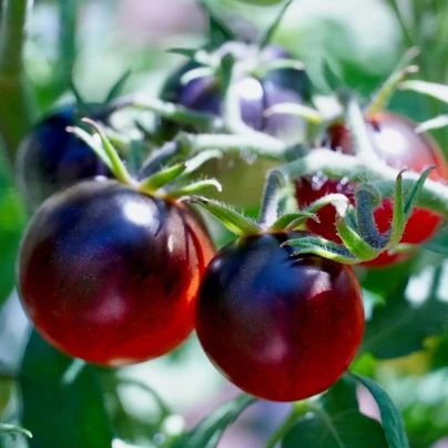 Rajče černé Cherry - Solanum lycopersicum - semena - 6 ks