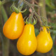 Rajče Žlutá hruška - Solanum lycopersicum - semena - 6 ks