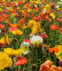 Mák islandský směs barev - Papaver nudicaule - semena - 50 ks
