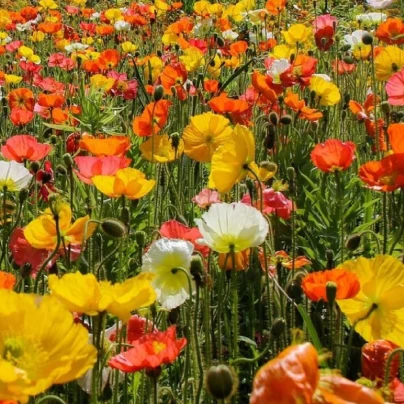 Mák islandský směs barev - Papaver nudicaule - semena - 50 ks