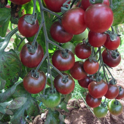 Rajče Rosella - Solanum lycopersicum - semena - 6 ks