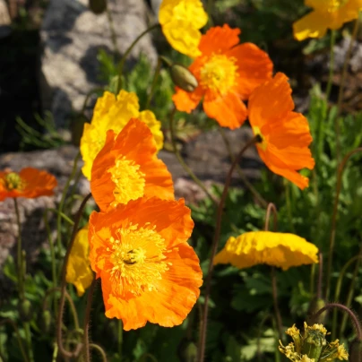 Mák alpínský směs barev - Papaver alpinum - semena - 0,01 g