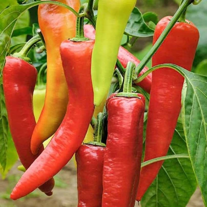 BIO Paprika Sweet Dreams - Capsicum annuum - bio semena - 10 ks