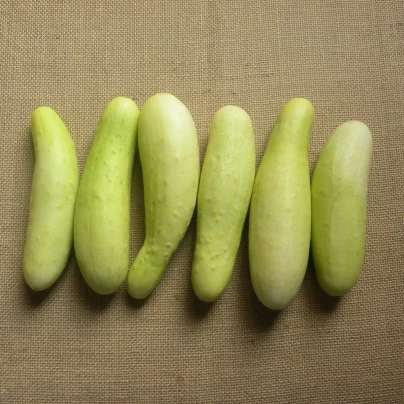 Okurka salátová Martini F1 - Cucumis sativus - semena - 10 ks