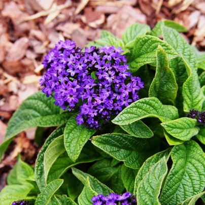 Otočník stromovitý Marine - Heliotropium arborescens - semena - 40 ks