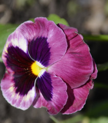 Violka rohatá Sorbet Carmine - Viola cornuta - semena - 20 ks