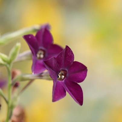 Tabák okrasný vonící Deep purple F1 - Nicotiana - semena - 50 ks